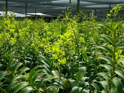 D.GreenApple