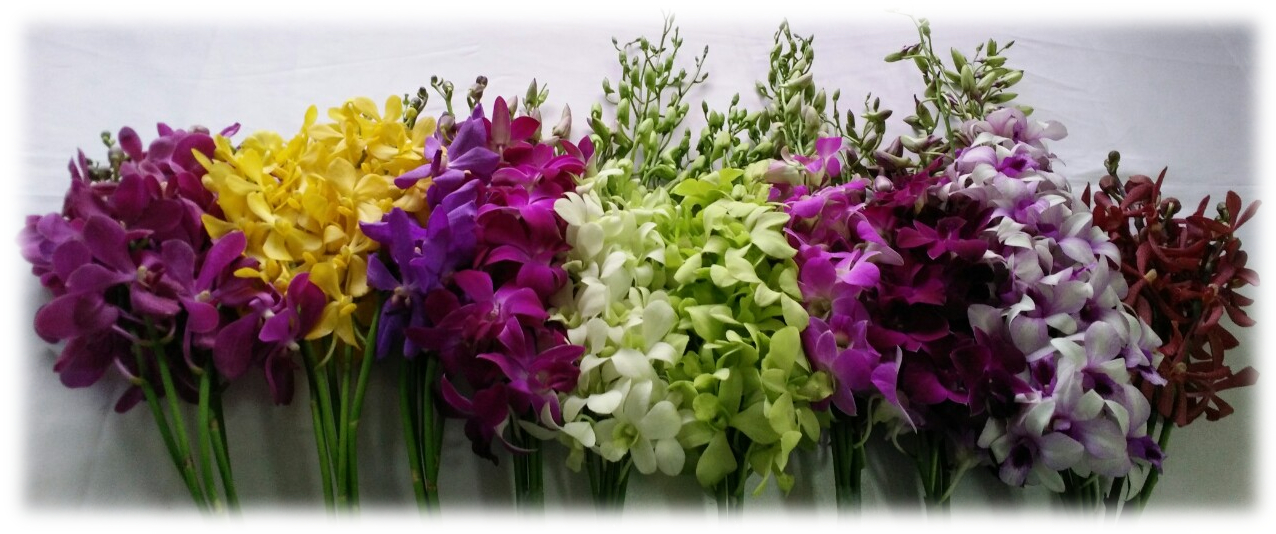 Cut Flowers