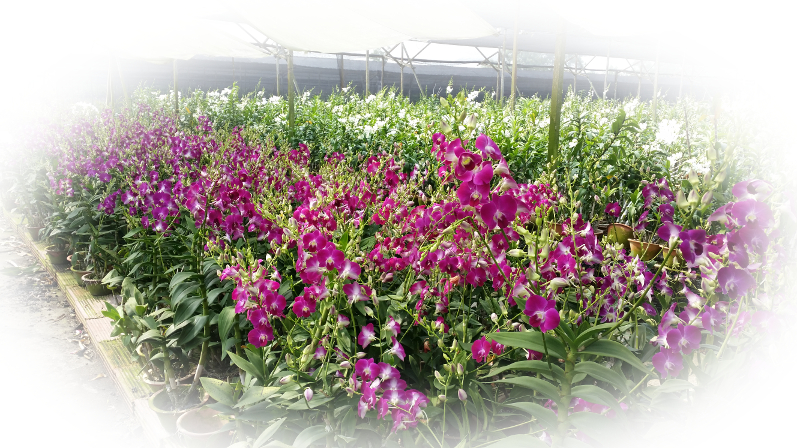 Potted Orchids