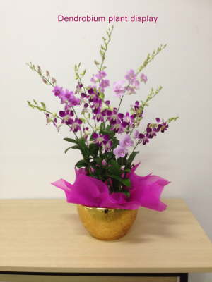 Dendrobium Plant Display