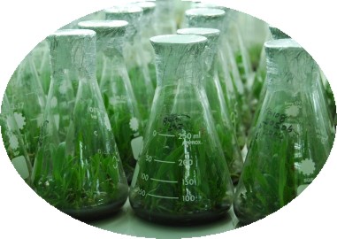 Lab_crop