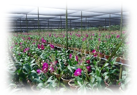 Commercial Farm Pix