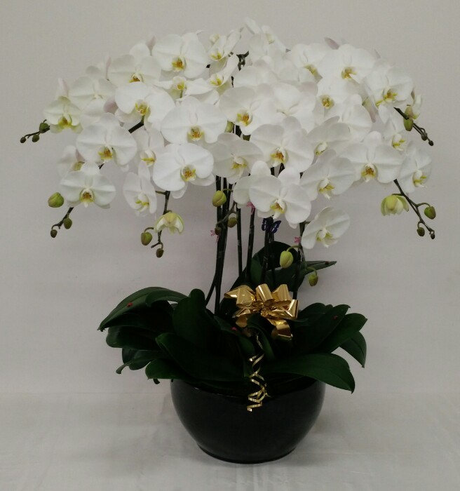 Phalaenopsis Plant Gift