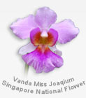VMJ