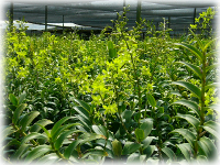 Farm Pix
